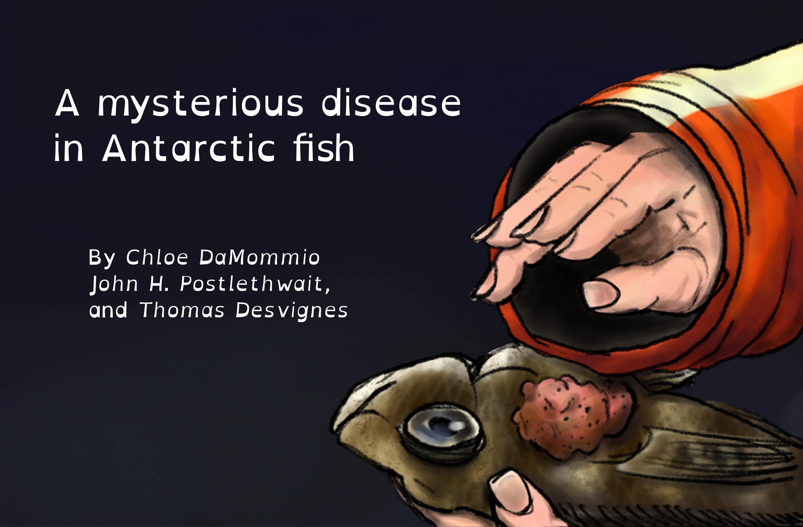 Cover: A mysterious disease in Antarctic fish by Chloe Da Mommio John H. Postlethwait, and Thomas Desvignes. A close up on a person in a jacket holding a green fish with a red growth on its side.