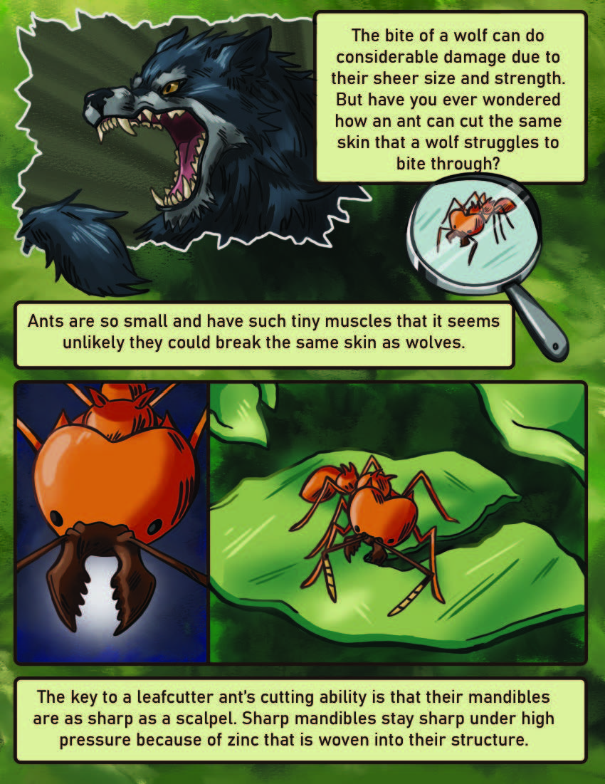 Leaf Cutter Ants Page 1