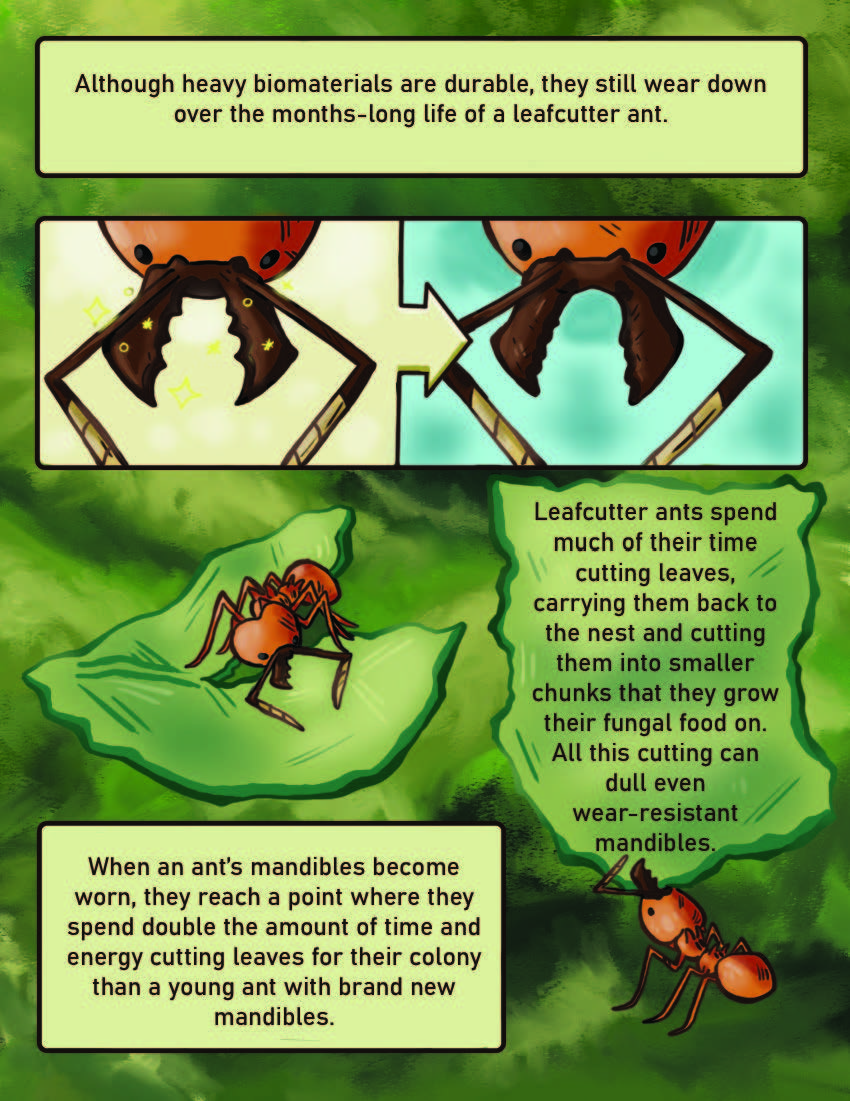 Leaf Cutter Ants Page 6