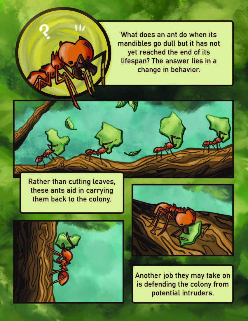 Leaf Cutter Ants Page 7