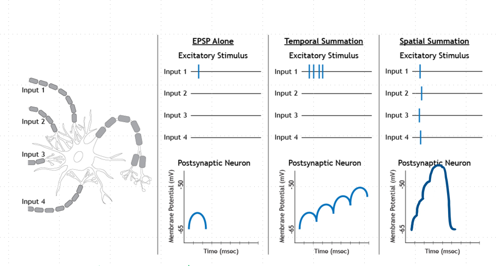 Graphic shows how synaptic inputs from multiple dendrites can sum, creating a higher resultant potential at the axon hillock to trigger an action potential, where no single synapse is active enough to depolarize the membrane up to spike threshold by itself.