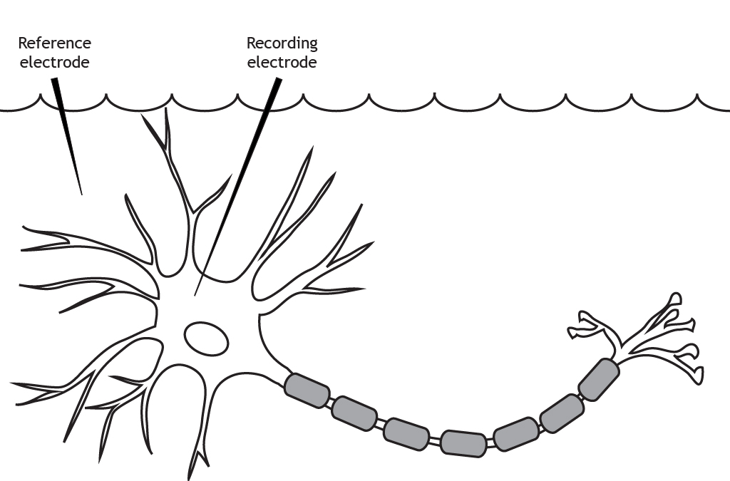 Illustrated neuron in a solution with two electrodes.