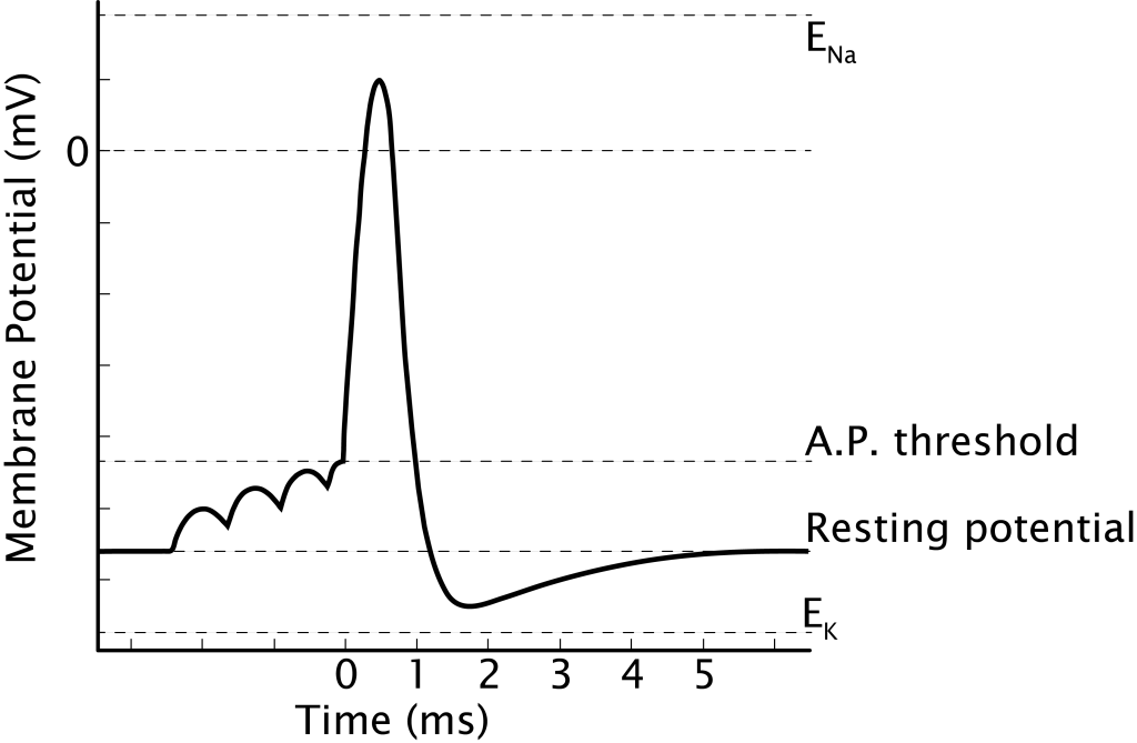 A typical action potential is a short, relatively large, and reproducible depolarization of membrane potential.