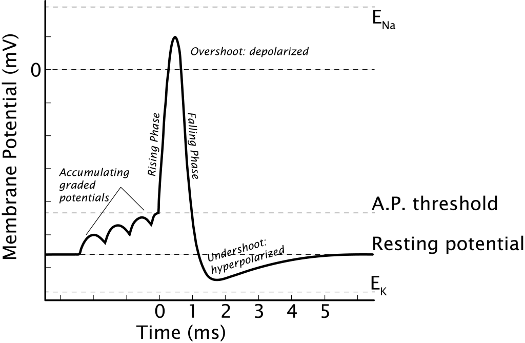 Phases of the action potential.