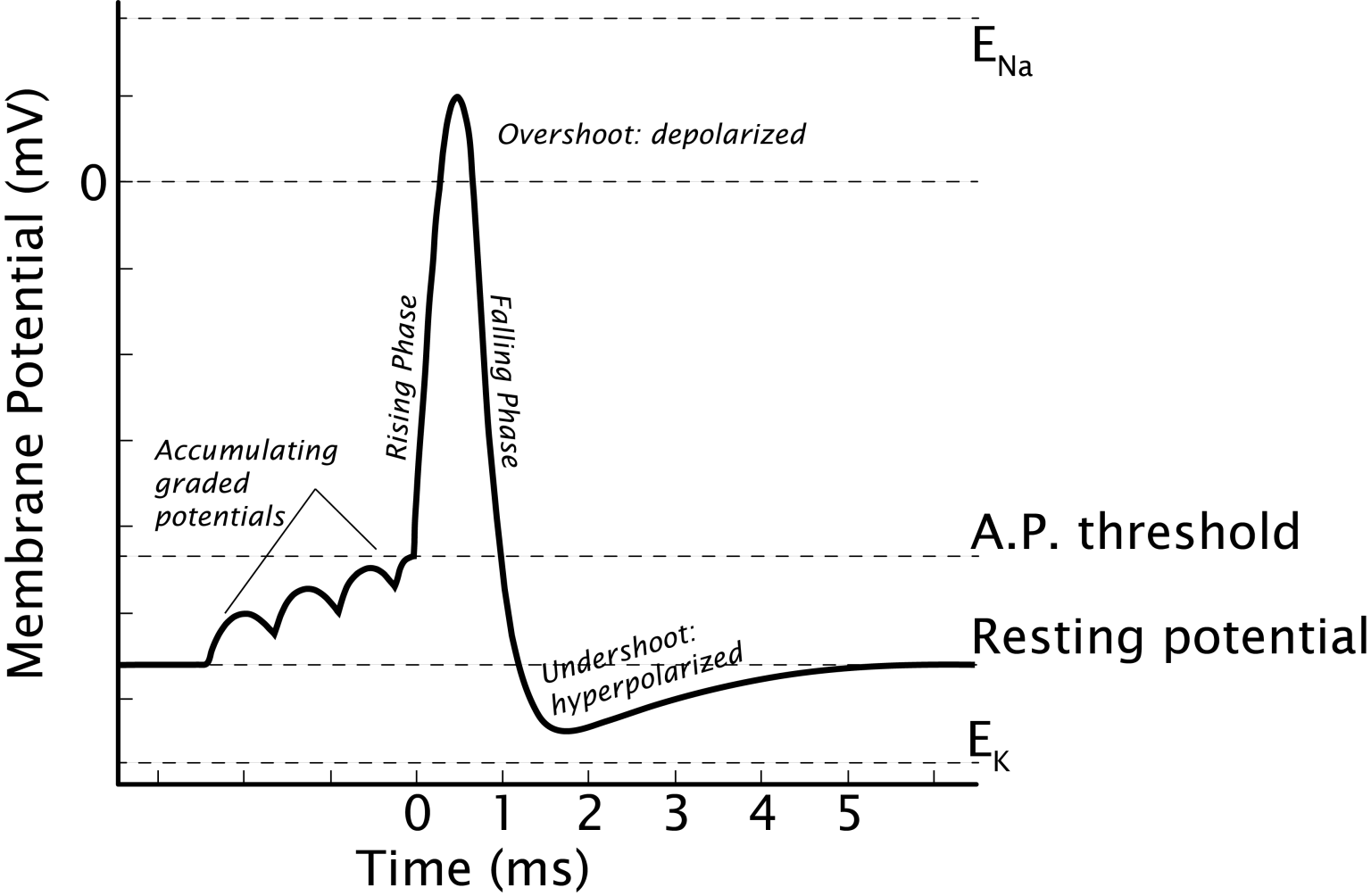 The Rising Phase Of The Action Potential Is Due To Action Potentials – Introduction to Neurobiology