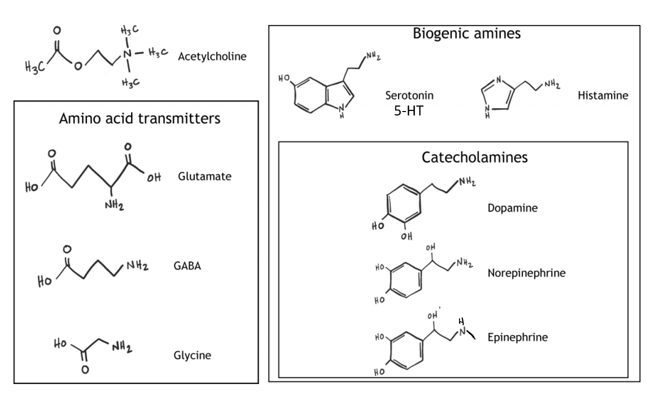 Major groups of neurotransmitters.