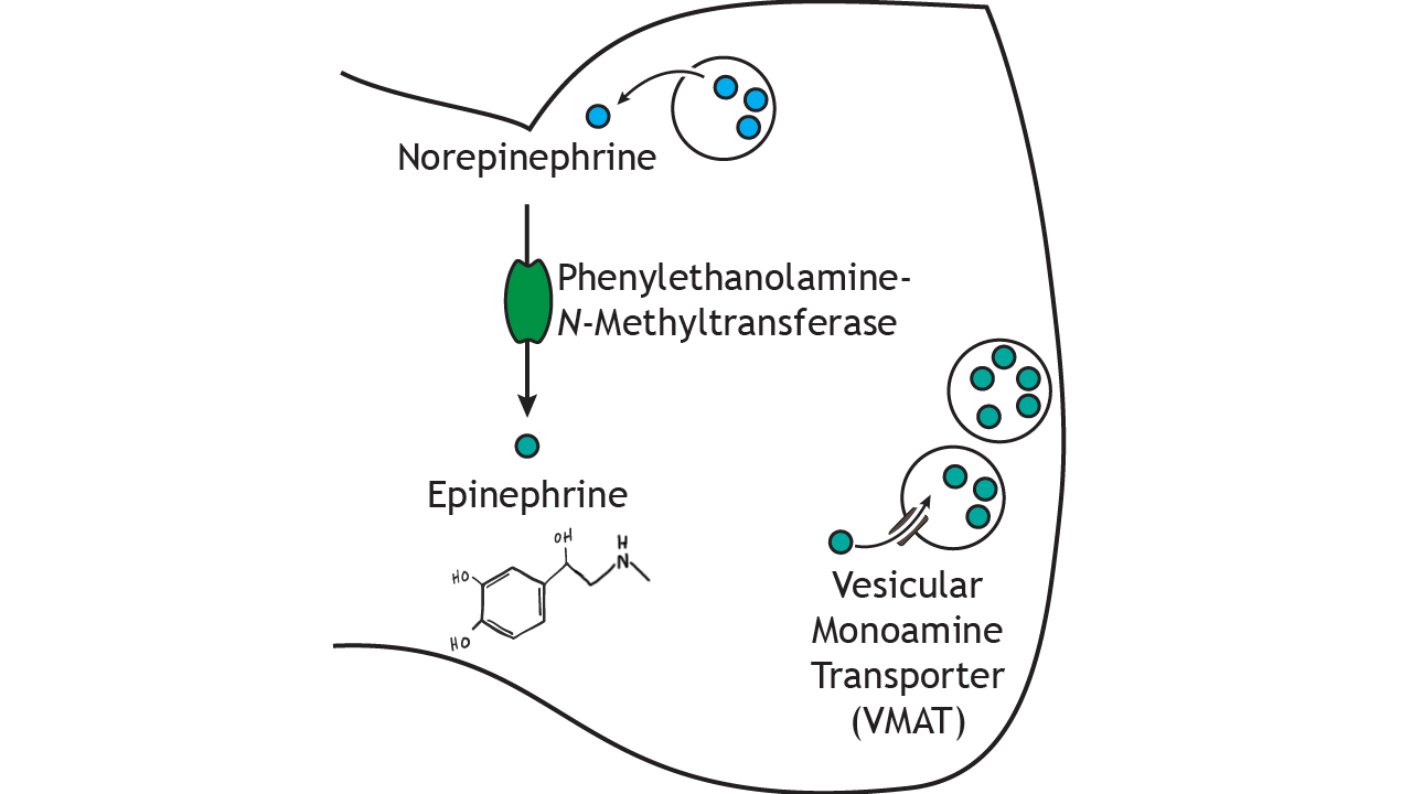 Synthesis of epinephrine from norepinephrine.