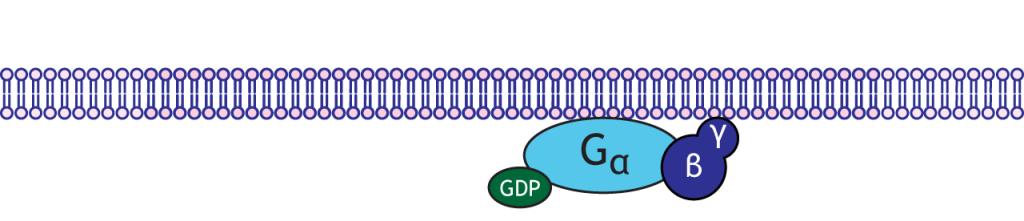 Illustrated G-protein.