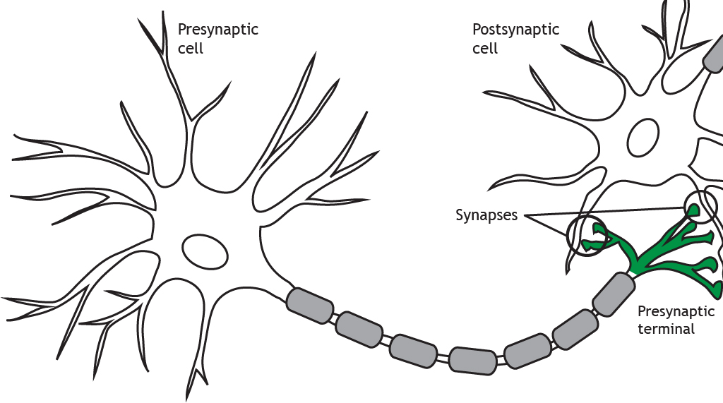 Illustrated neuron highlighting the presynaptic terminal and synapses.