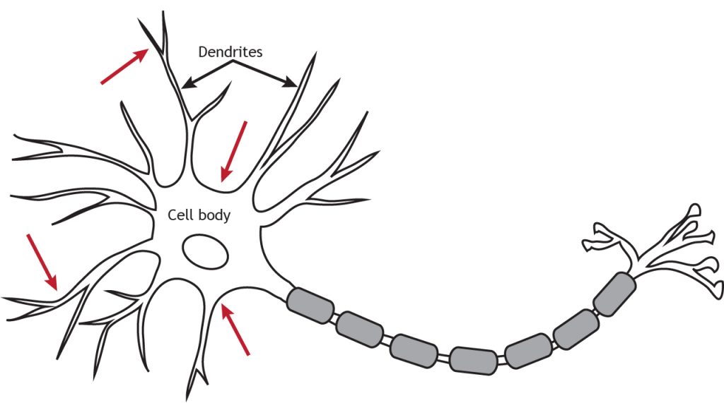 Illustrated neuron with arrows indicating location of voltage-gated channels along axon and terminal.