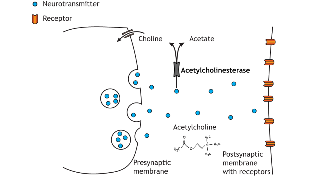 Illustrated pathway of acetylcholine degradation.