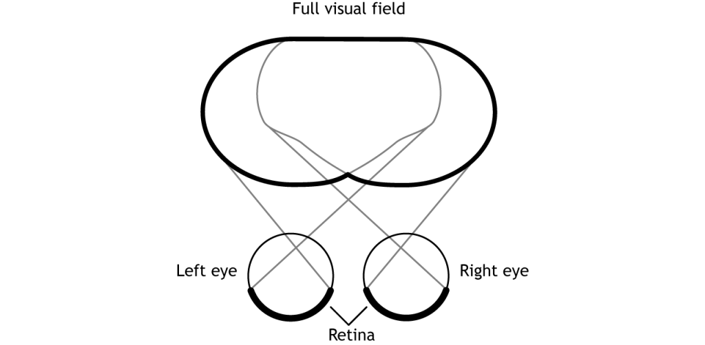 Illustration of the full visual field. Details in caption.