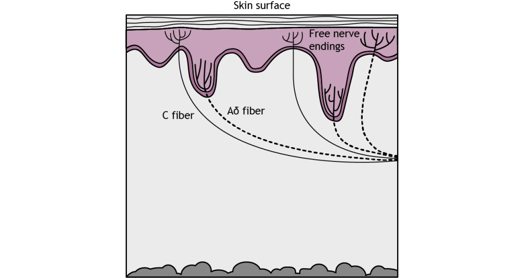 Illustration of C fiber and A delta fiber nociceptors present in the skin.