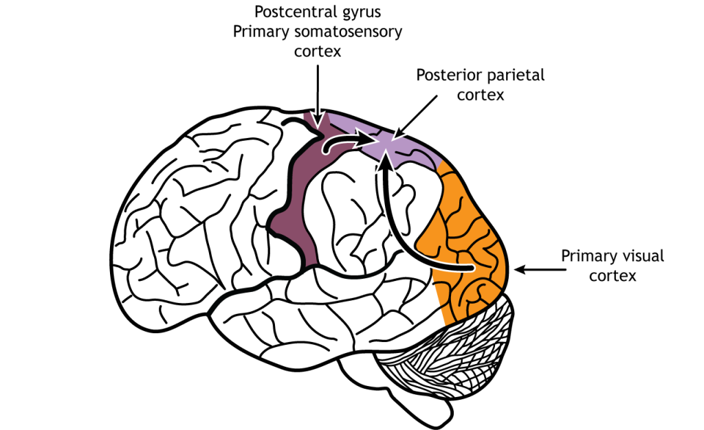 Illustration of the brain showing sensory information traveling to the posterior parietal lobe.