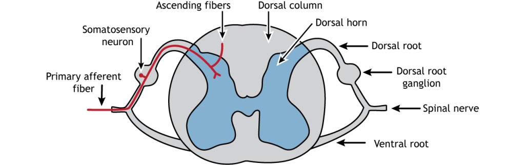 Illustration of the spinal cord showing the primary afferent fiber.