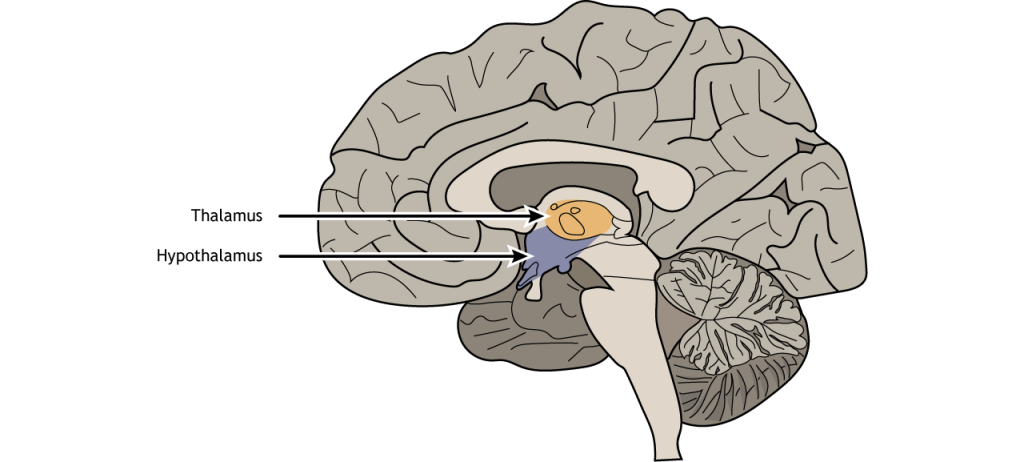 Illustration of presynaptic terminal releasing neurotransmitters into the synaptic cleft.