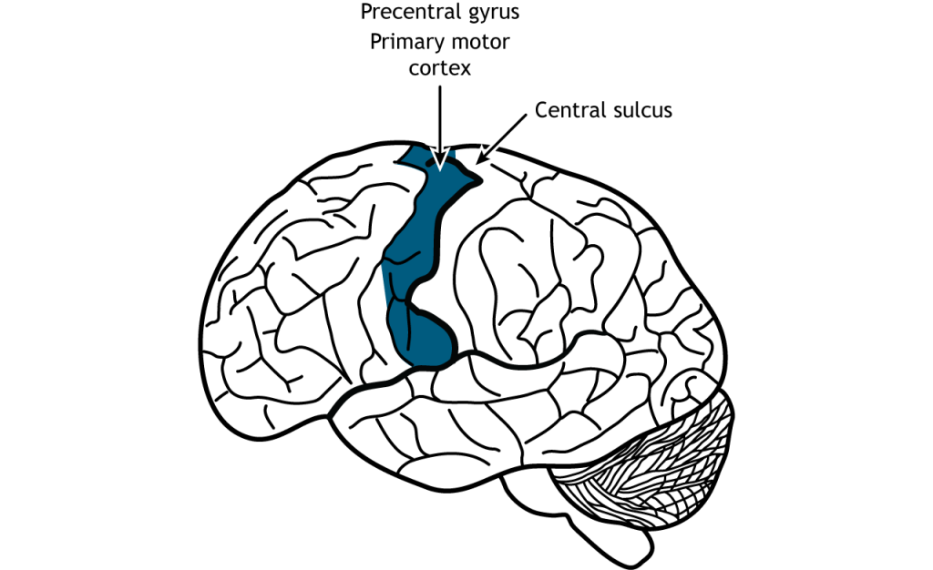 Illustration of the brain showing the location of the primary motor cortex.