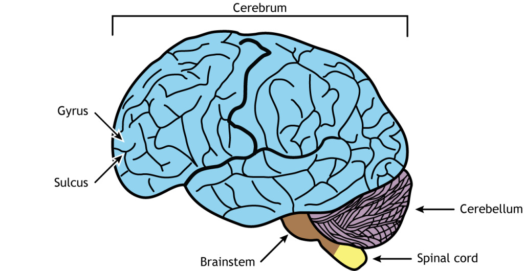 Illustration of the brain.