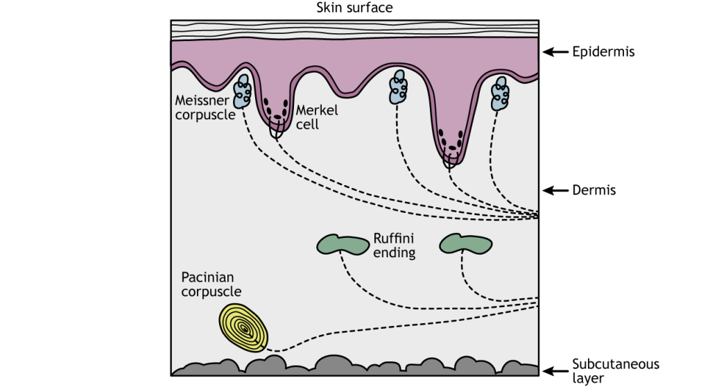 Illustration of a cross-section of skin showing location of touch receptors.