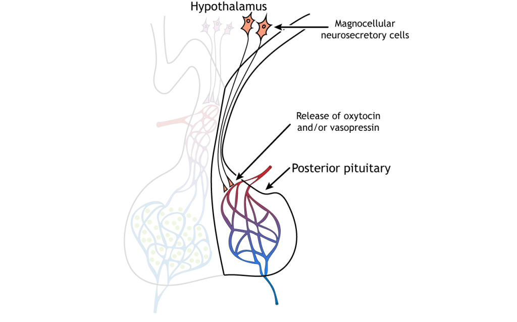 Illustration showing hormone release from the posterior pituitary. Details in text and caption.