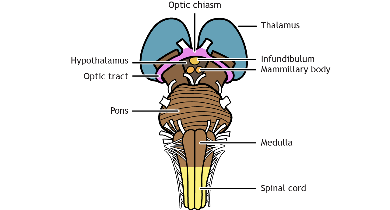 Illustration of the brainstem and diencephalon.