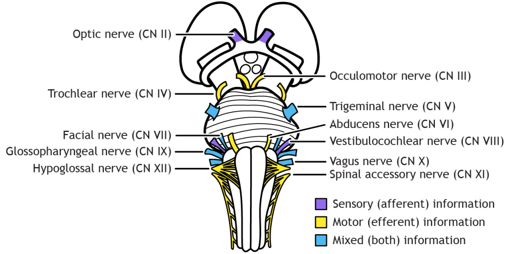 Illustration of cranial nerves two through twelve showing location of exit/entrance from the brainstem and type of information (sensory, motor, both) carried by each nerve.