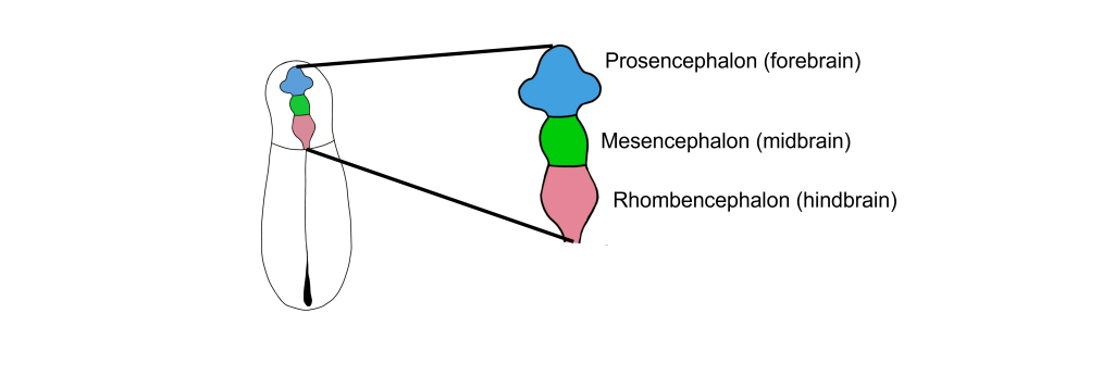 Image of the three vesicles of the anterior neural tube early in development. Details in caption and text.