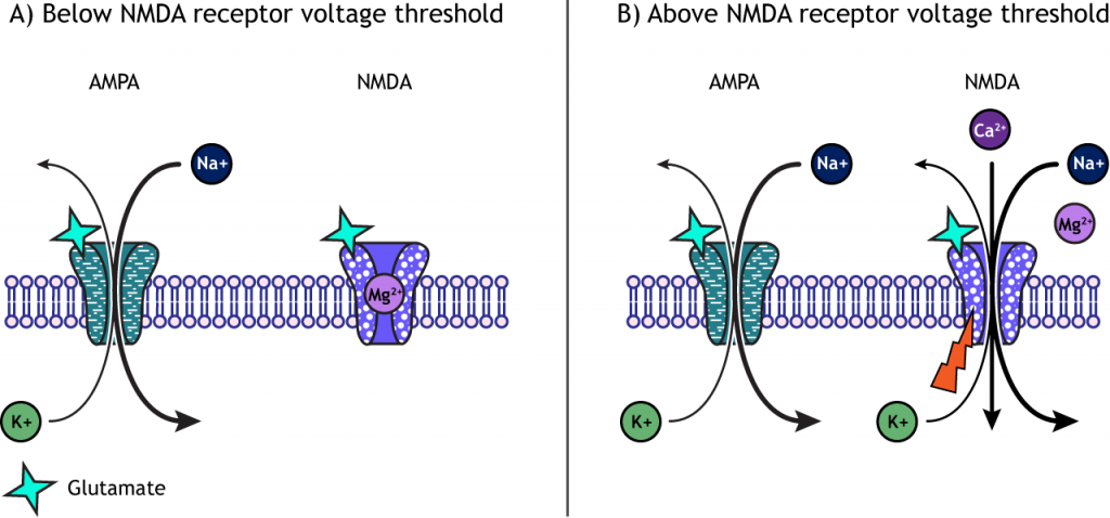 Molecular Mechanisms of Memory: Hippocampus – Introduction to Neurobiology