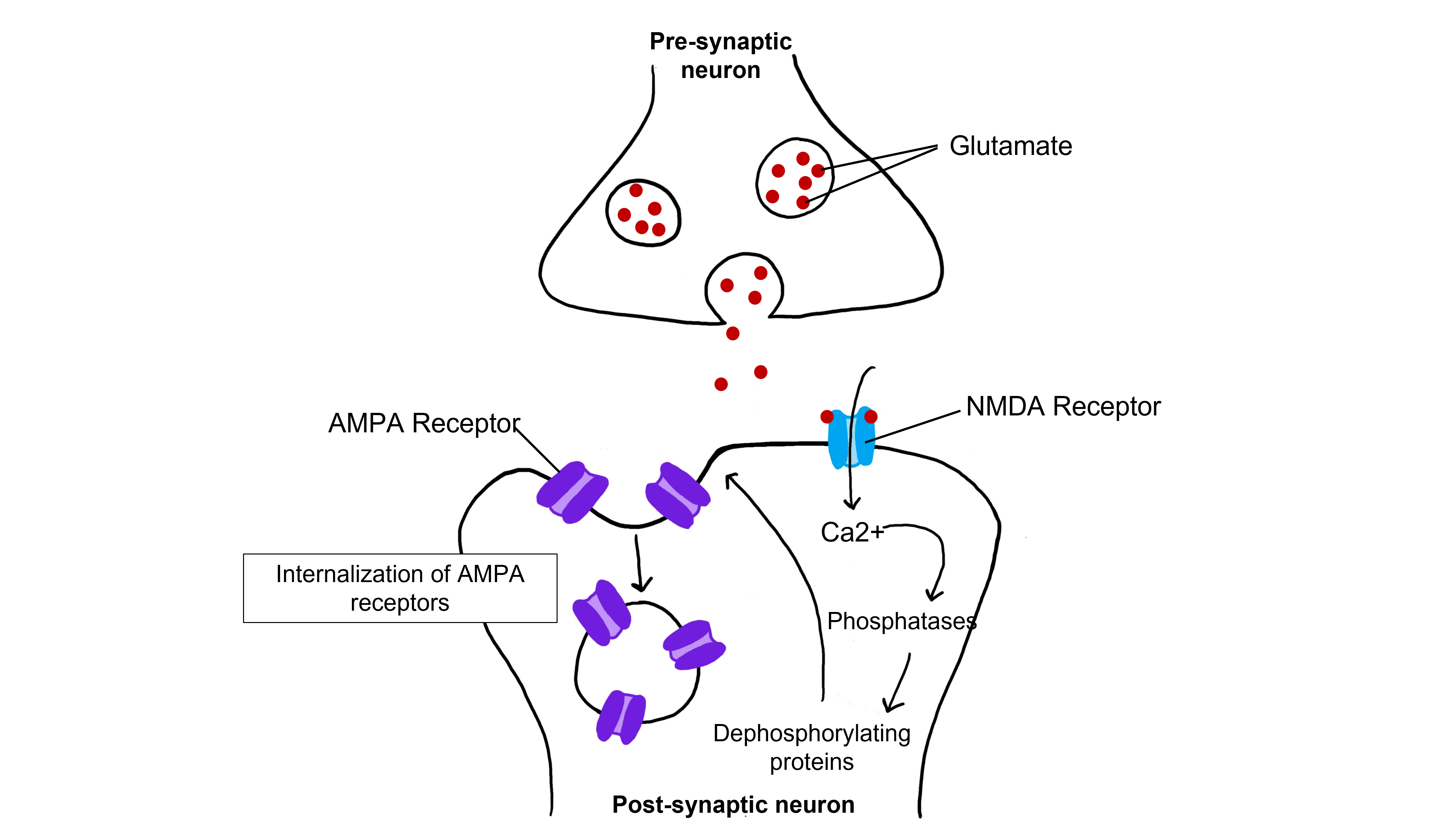 Glutamatergic synapse showing influx of calcium through NMDA receptors and the effects of low levels of calcium on protein phosphatases.