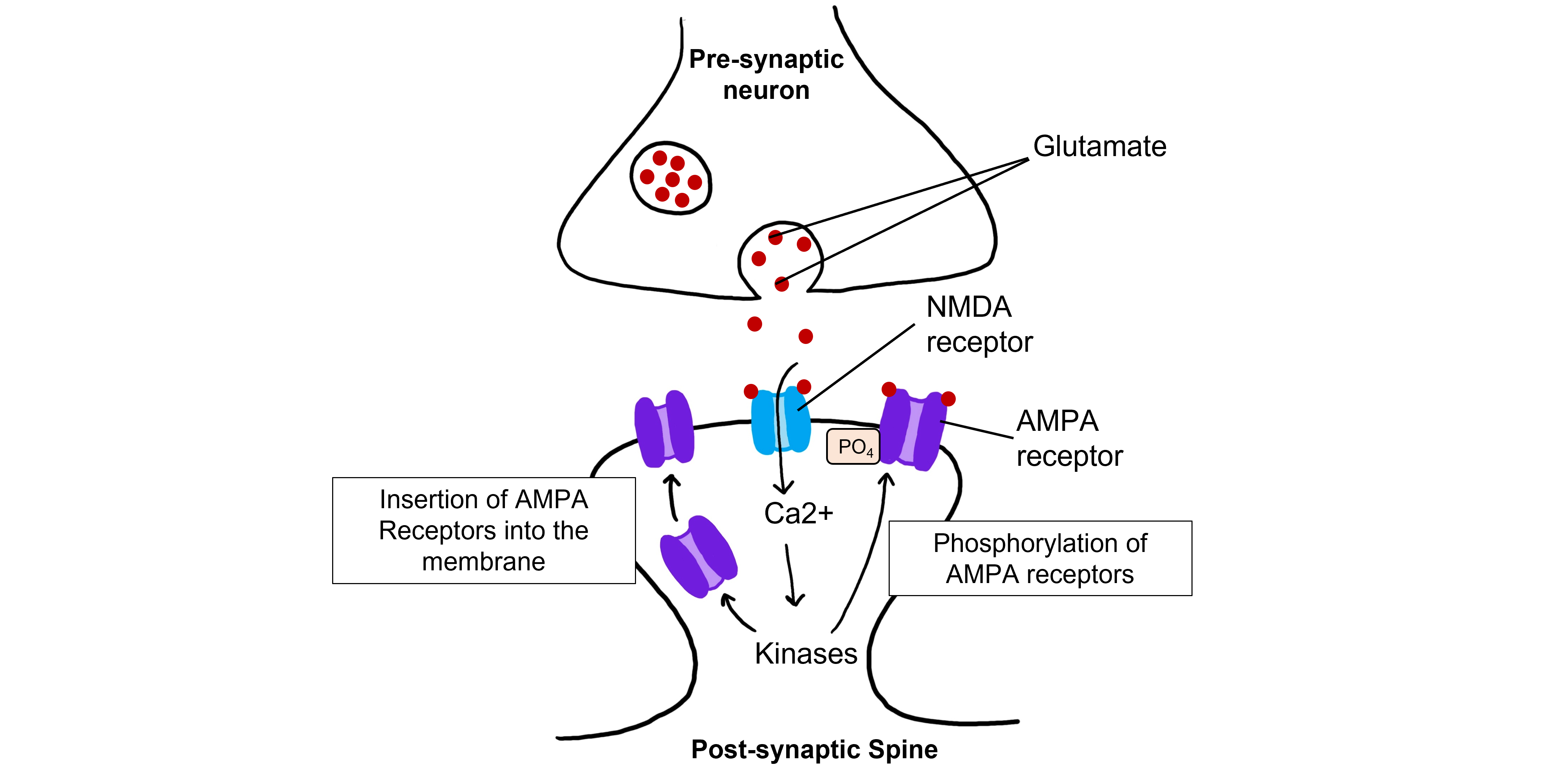 Glutamatergic synapse showing calcium influx through NMDA receptors and the effects of calcium within the cell.