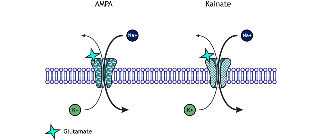 Illustrated AMPA and kainite channels showing sodium and potassium movement. Details in caption.