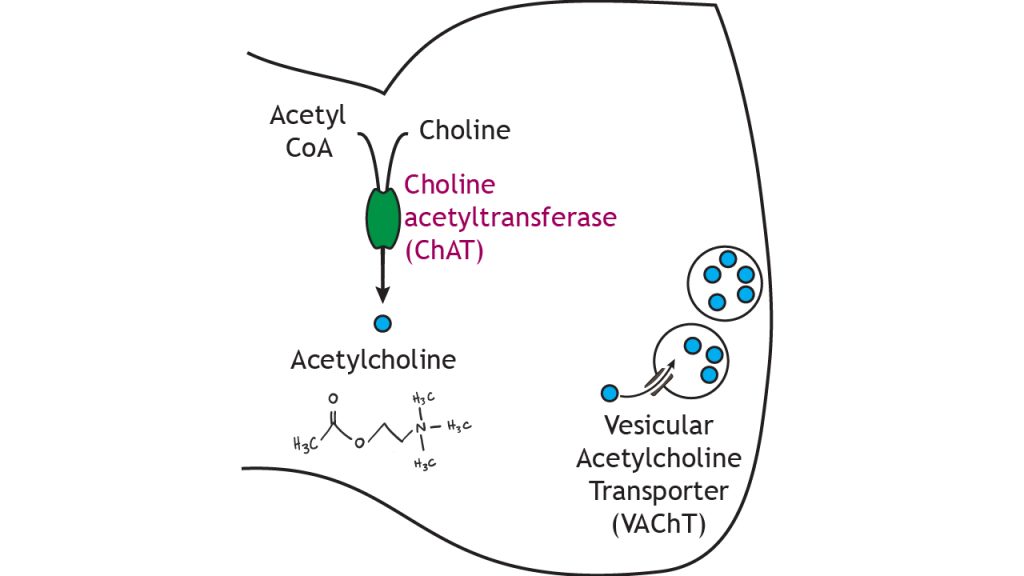 Illustrated pathway of acetylcholine synthesis and storage.