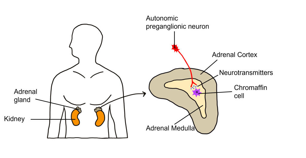 Figure showing location of adrenal glands within the body and of autonomic control of the adrenal medulla.