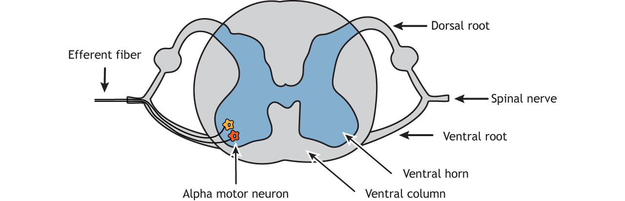 Illustration of spinal cord showing location of alpha motor neuron in ventral horn.