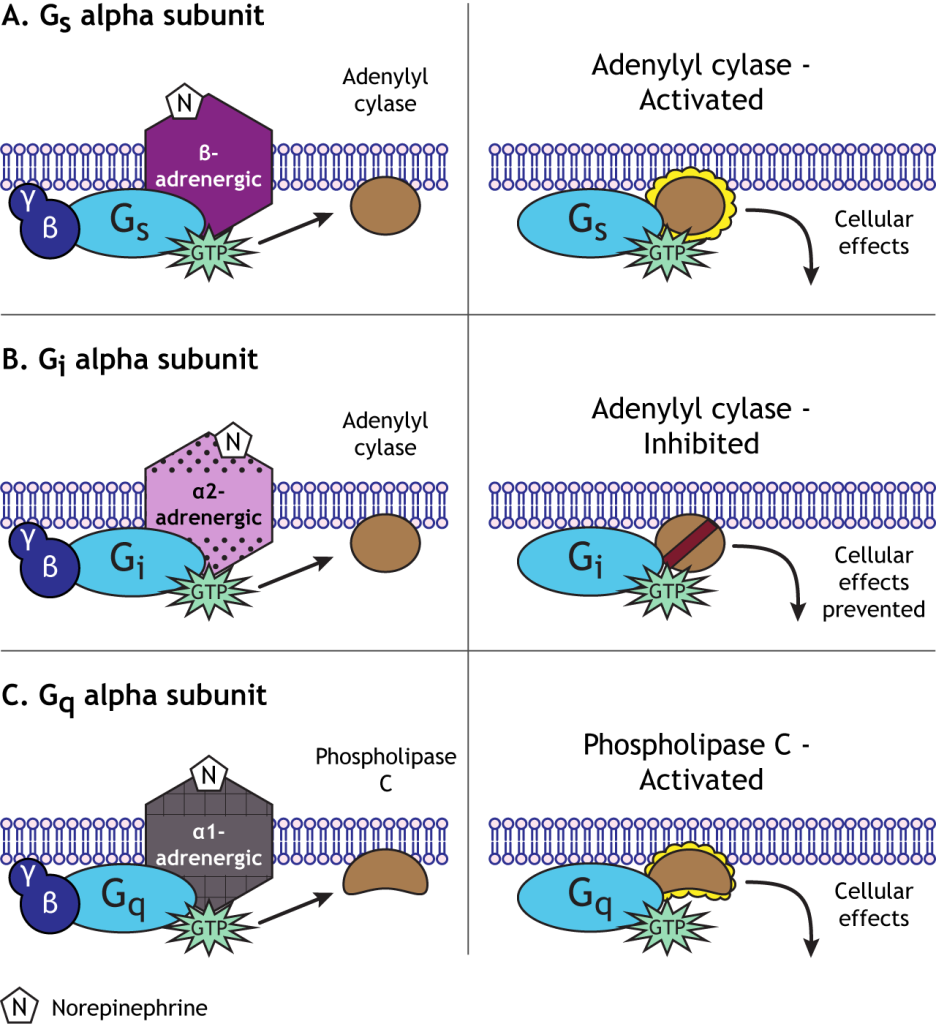 The type of alpha subunit determines the second messenger pathway.