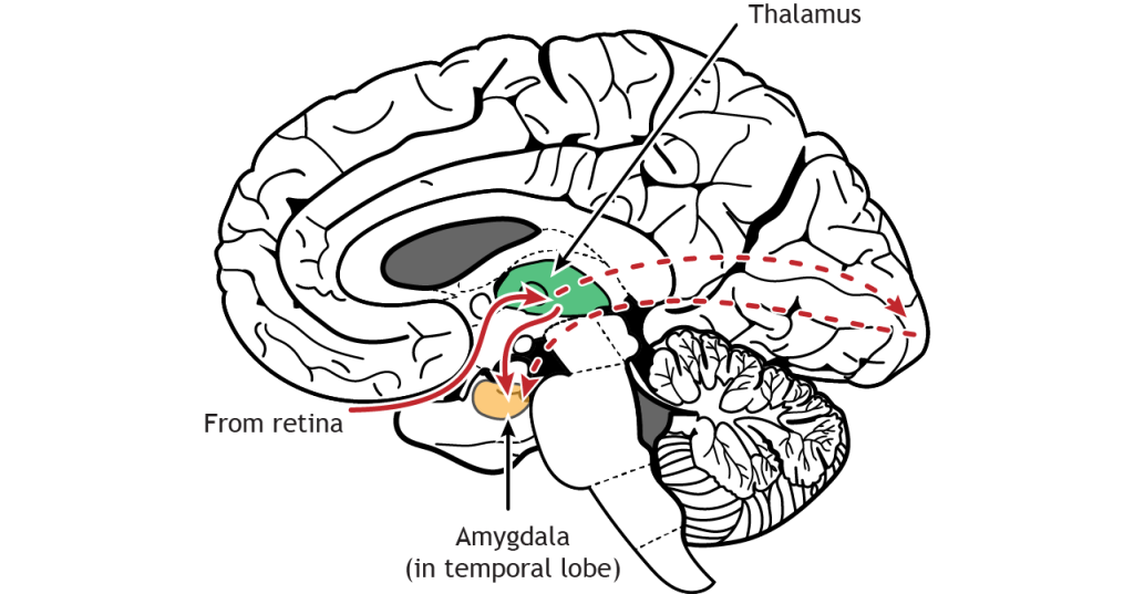 Illustration of a mid-sagittal brain section showing the direct retina-thalamus-amygdala visual pathway.