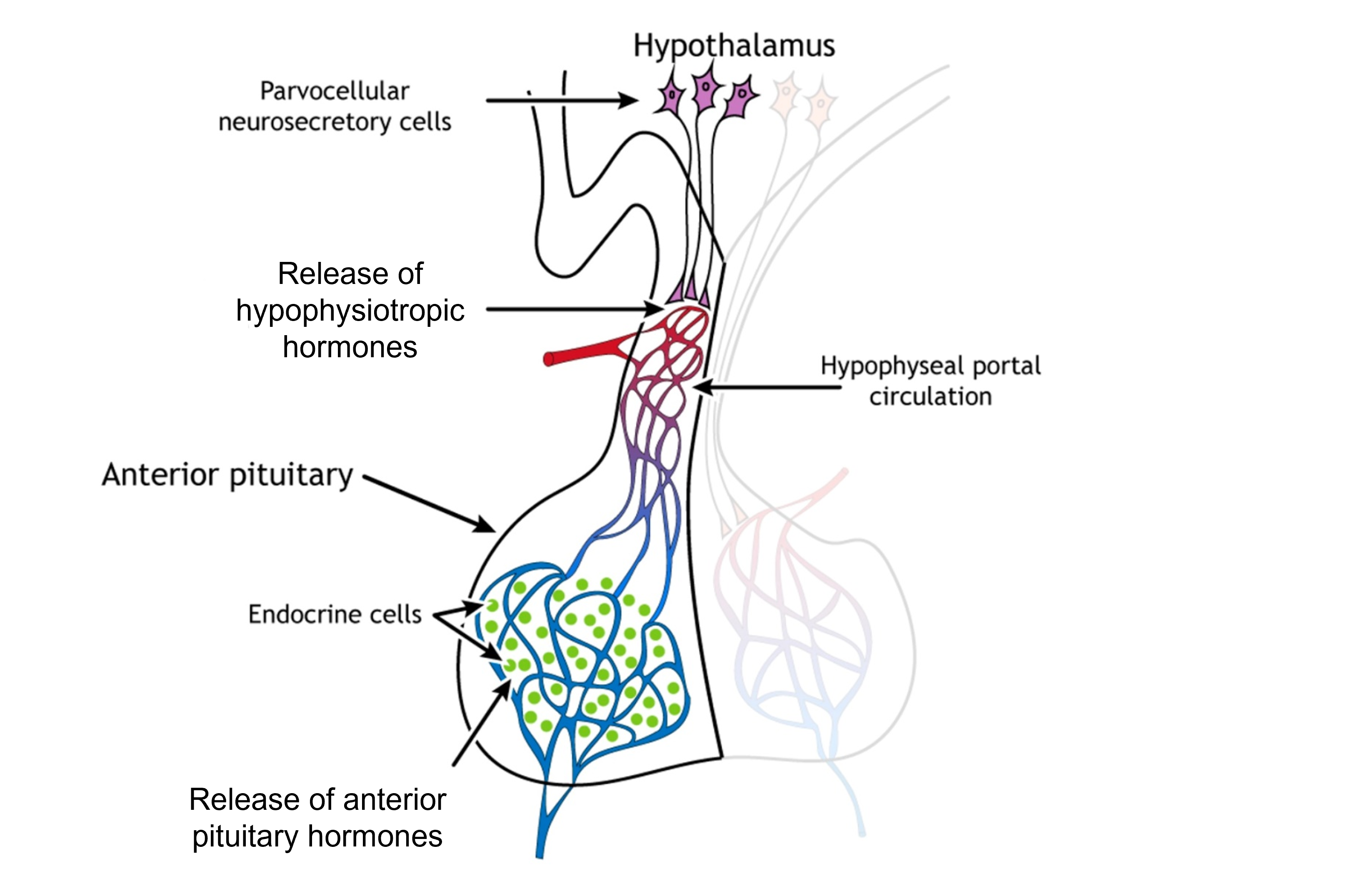 Illustration showing hormone release from the anterior pituitary.