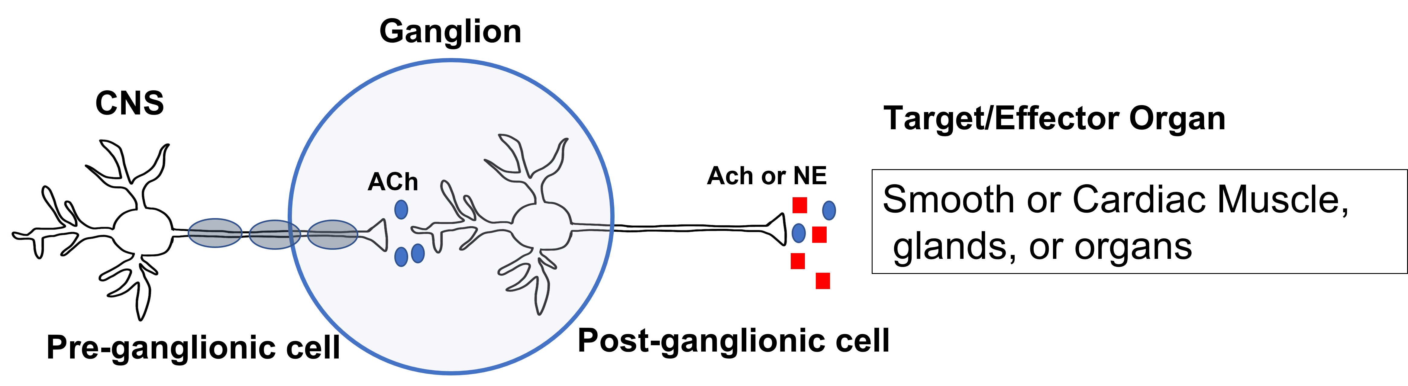 Image of autonomic nervous system efferent path consists of two neurons. One neuron as a cell body in the central nervous system and extends to a ganglion in the periphery where it synapses onto a second neuron. The second neuron extends to the target tissue. Details in caption and text.