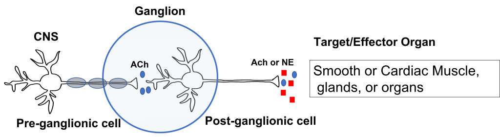 Image of autonomic nervous system efferent path consists of two neurons. One neuron as a cell body in the central nervous system and extends to a ganglion in the periphery where it synapses onto a second neuron. The second neuron extends to the target tissue.