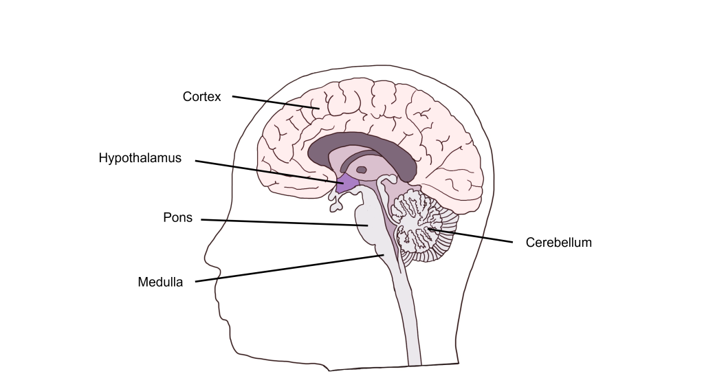 Image of the different brain areas that control autonomic function.