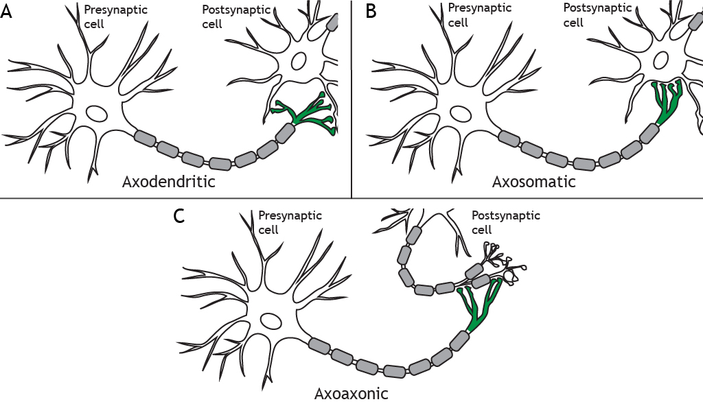 Illustrations of a presynaptic neuron forming synapses with different regions of a postsynaptic cell.