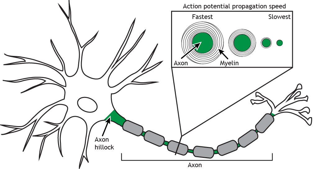 Illustrated neuron highlighting different axon diameters and thickness of myelin.