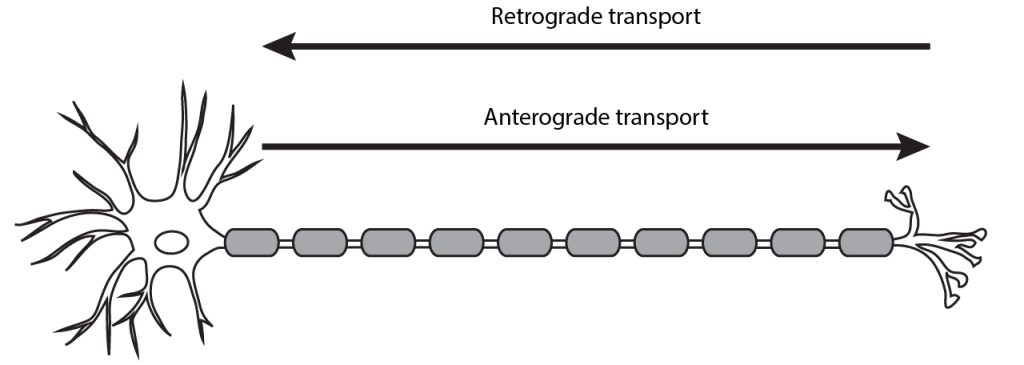 Illustrated neuron showing direction of anterograde and retrograde transport.