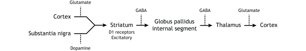 Illustration of direct pathway within the basal ganglia.