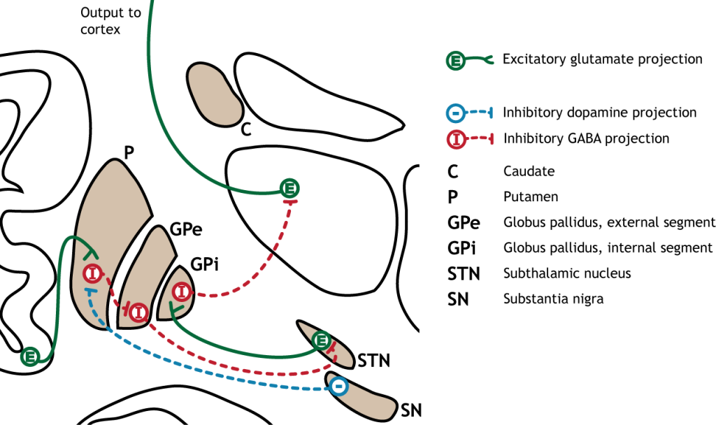 Illustration of the indirect pathway in the basal ganglia.