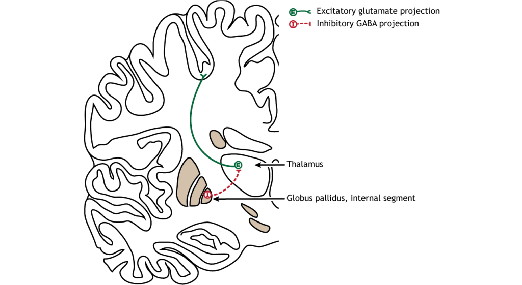 Illustration of output from the basal ganglia.