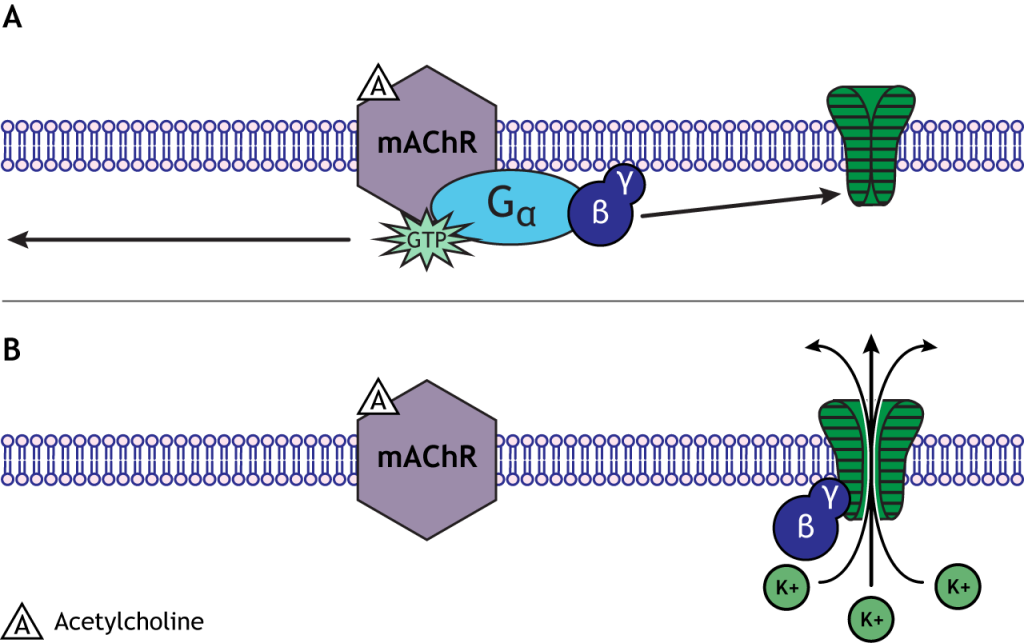 Beta-gamma subunit can open ion channels. Details in caption.