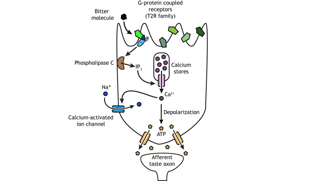 Illustration of bitter taste transduction pathway.