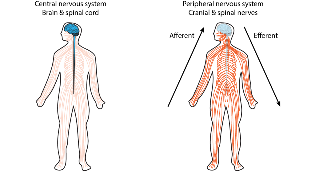 Illustration of two bodies showing the central and peripheral nervous systems. Details in caption.