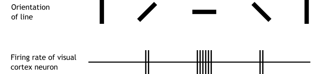 Illustration of lines of different orientations and visual cortex neuron firing rate. Details in caption.